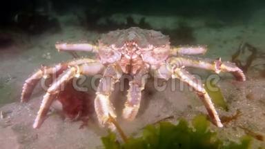 巨大的<strong>帝王蟹</strong>在巴伦支海寻找食物。